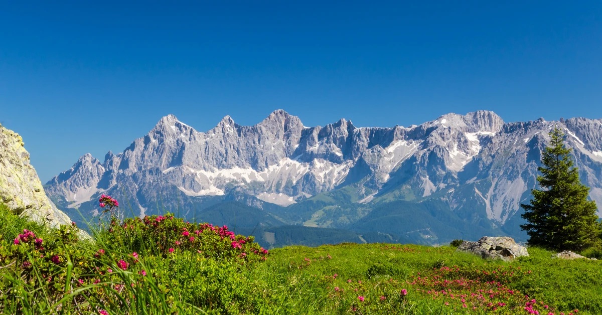 Crêtes alpines au-dessus d'un alpage fleuri